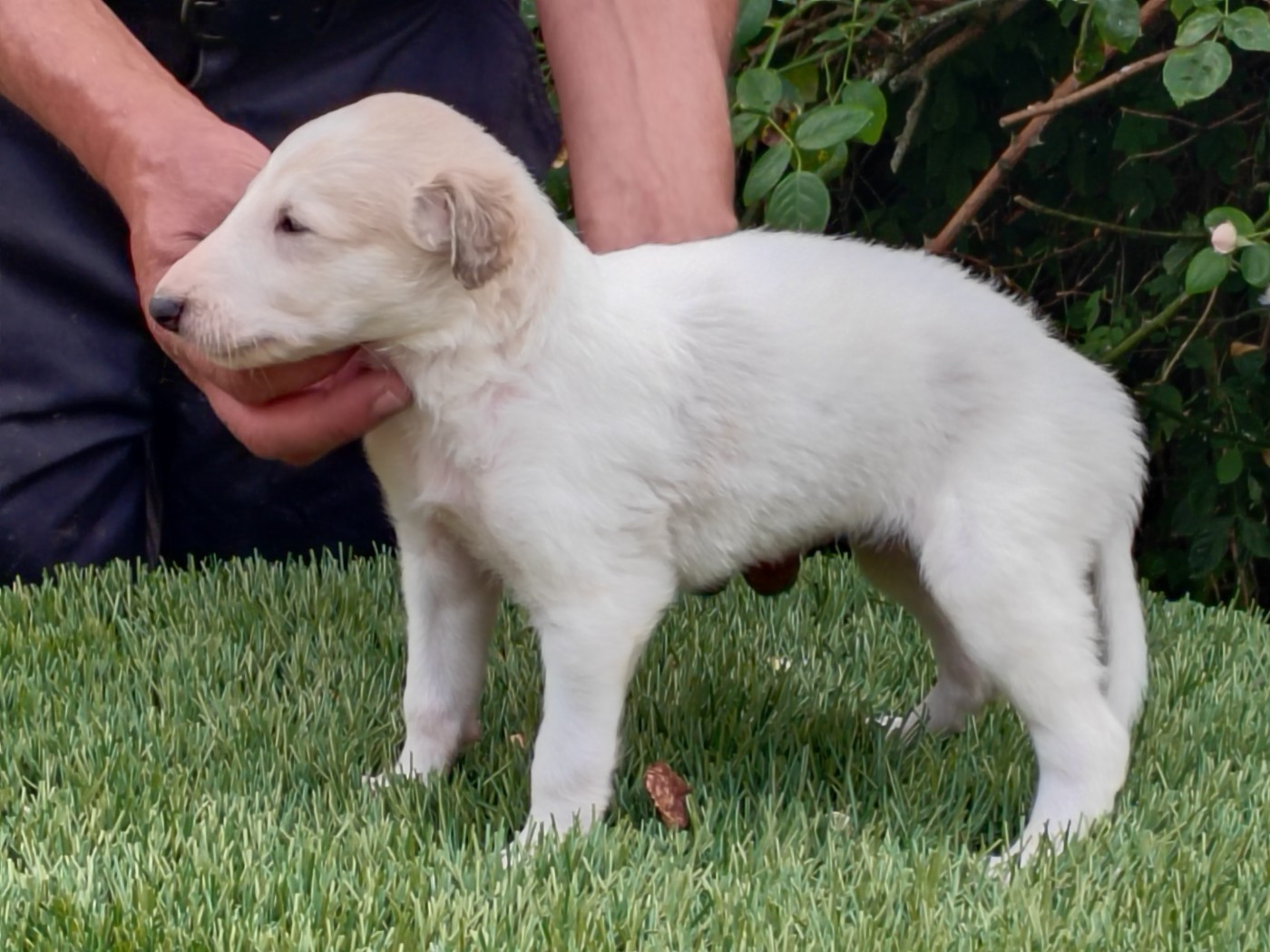 Du grand fresnoy - Chiots disponibles - Barzoi
