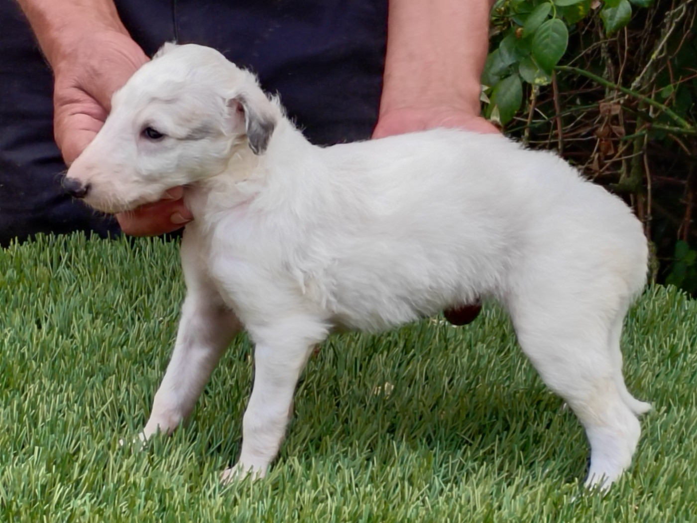 Du grand fresnoy - Chiots disponibles - Barzoi