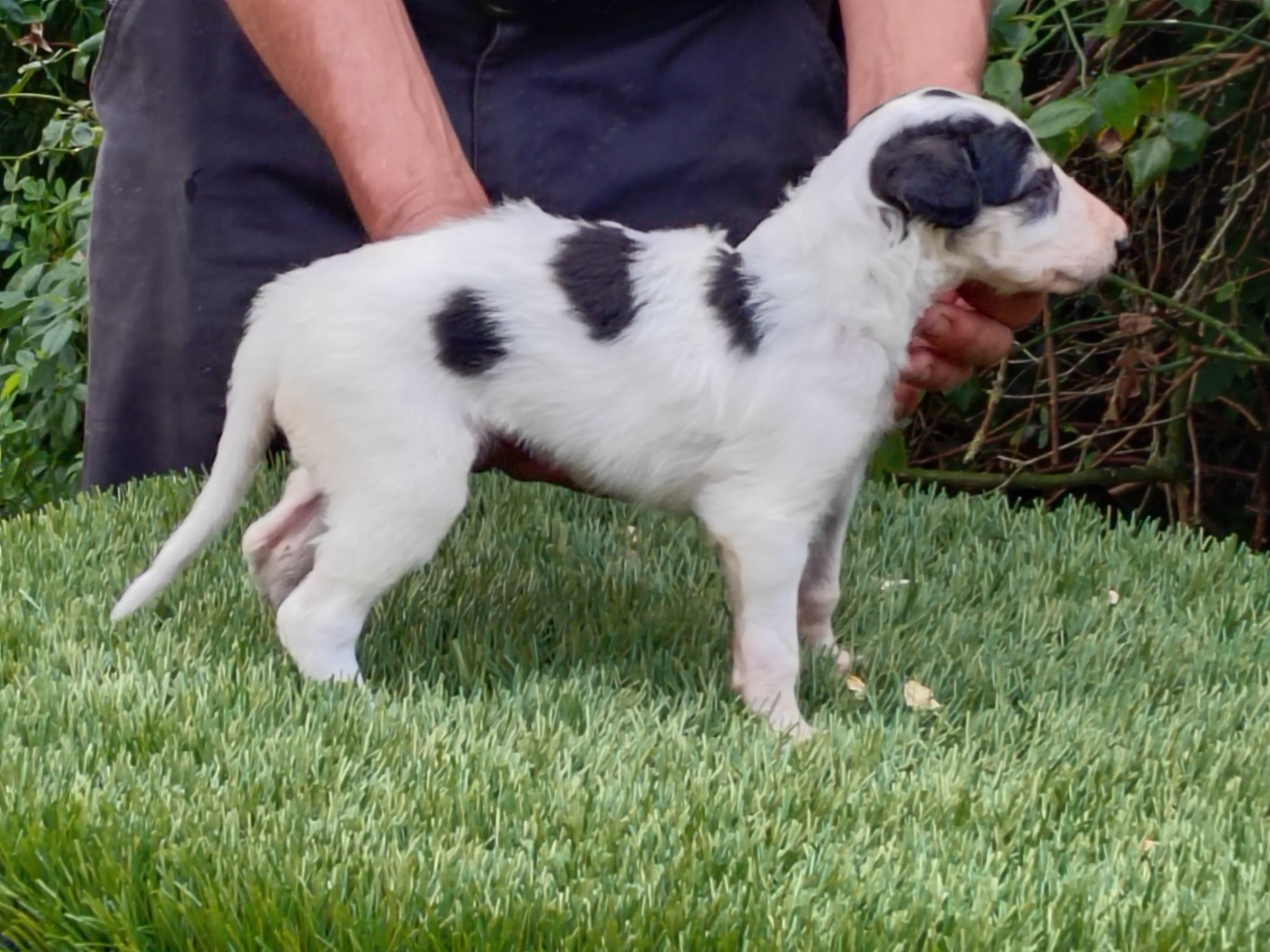 Du grand fresnoy - Chiots disponibles - Barzoi