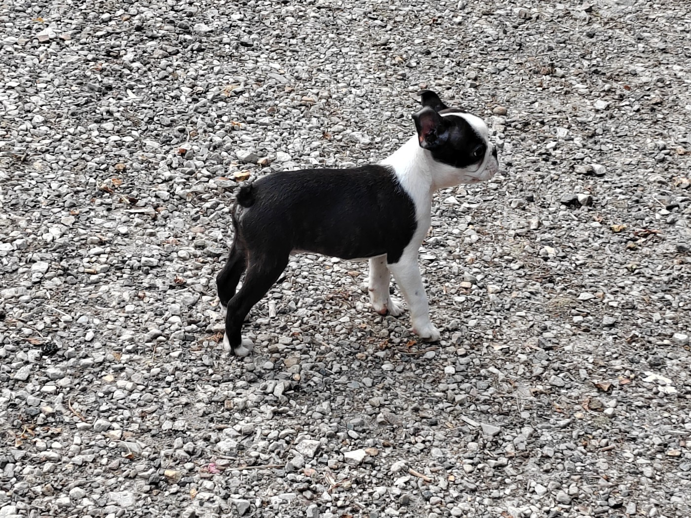 Du grand fresnoy - Chiots disponibles - Boston Terrier