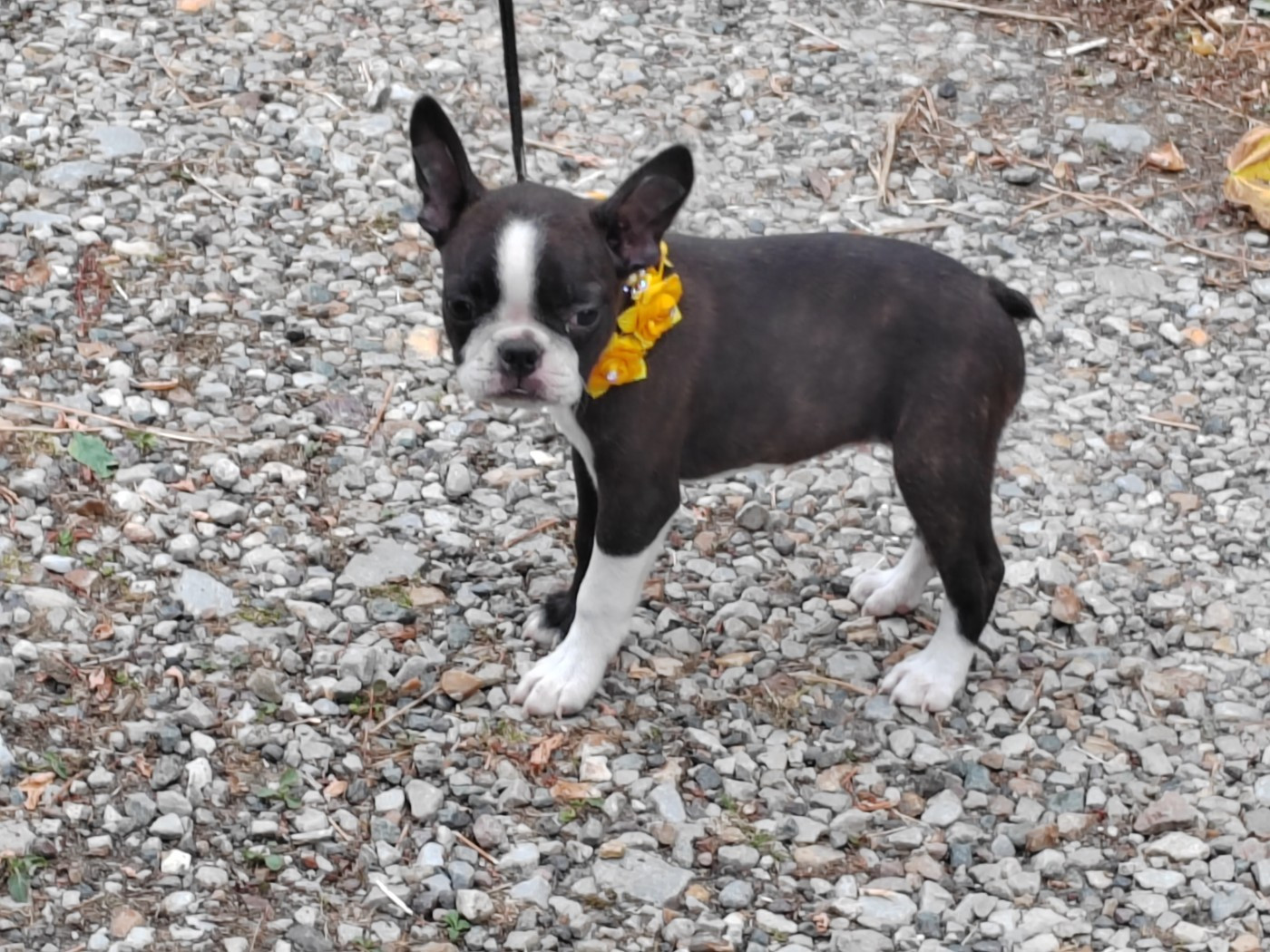 Du grand fresnoy - Chiots disponibles - Boston Terrier