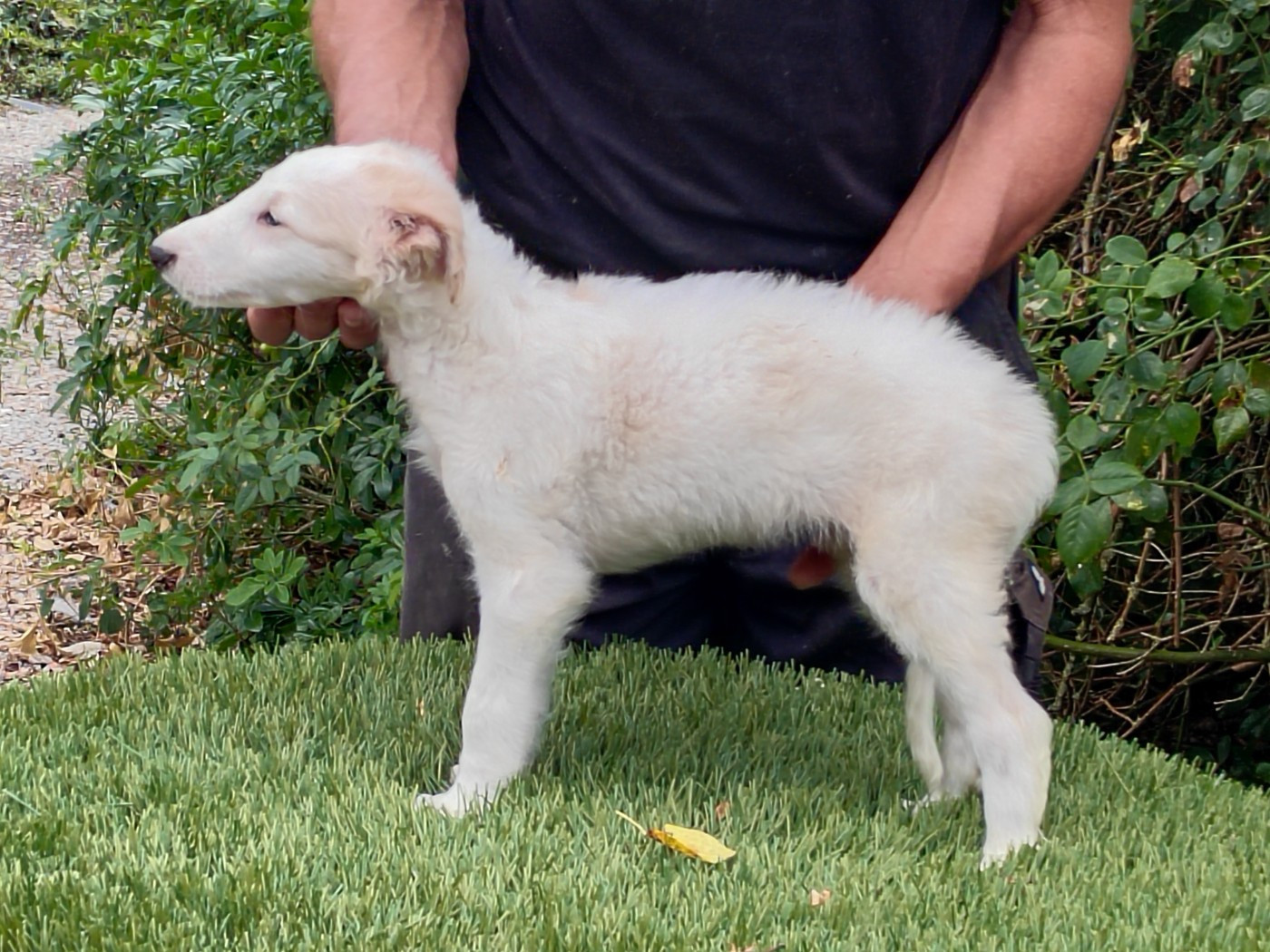 Du grand fresnoy - Chiots disponibles - Barzoi