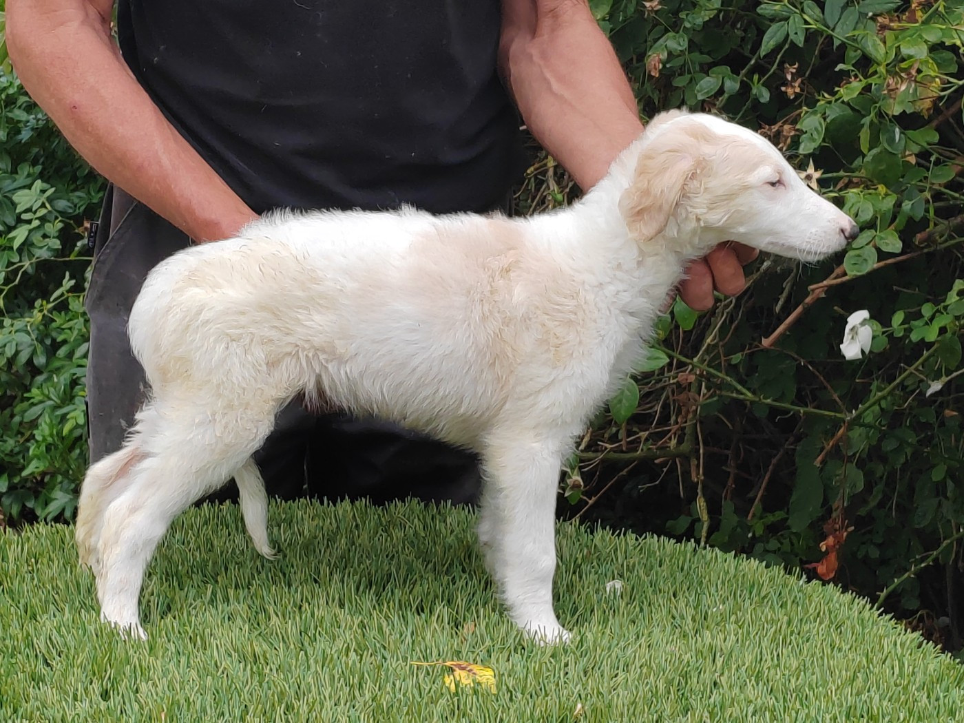 Du grand fresnoy - Chiots disponibles - Barzoi