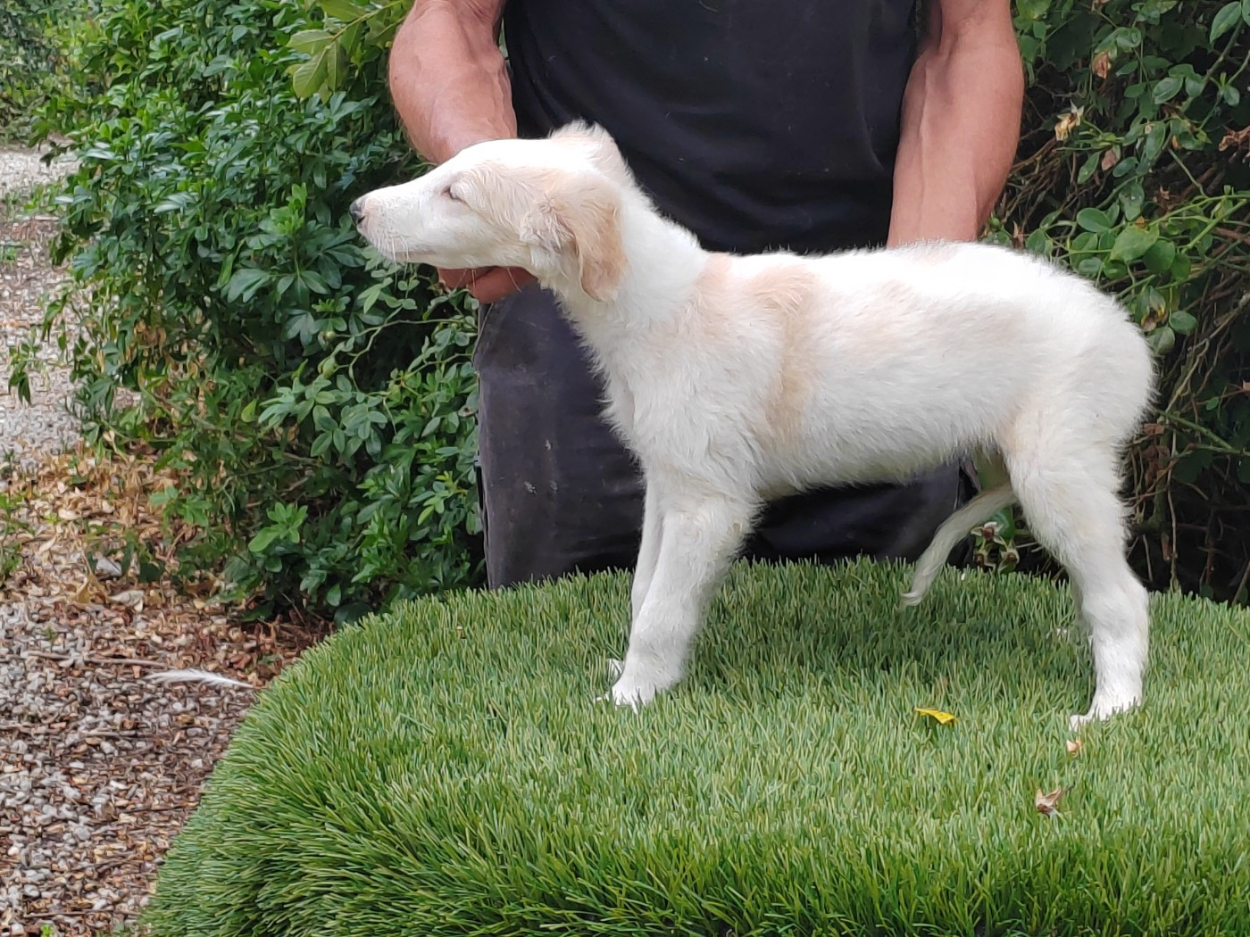 Du grand fresnoy - Chiots disponibles - Barzoi
