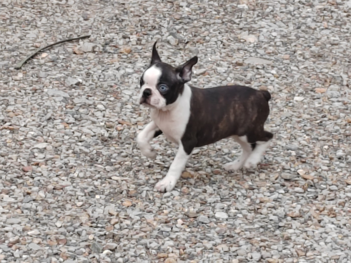 Du grand fresnoy - Chiots disponibles - Boston Terrier