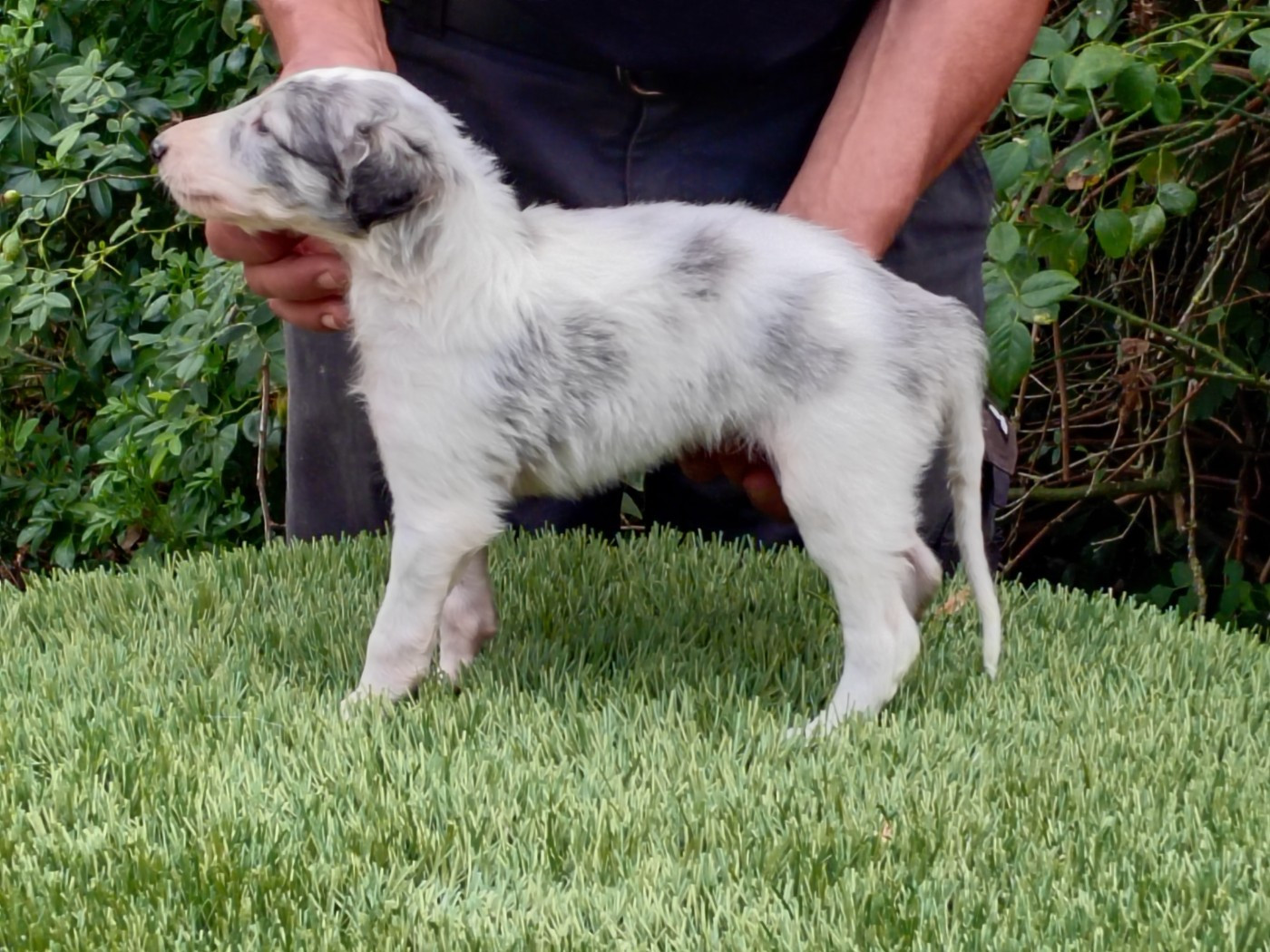 Du grand fresnoy - Chiots disponibles - Barzoi