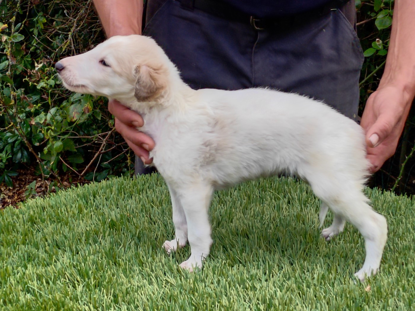 Du grand fresnoy - Chiots disponibles - Barzoi