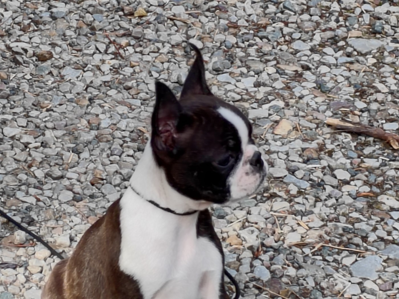 Du grand fresnoy - Chiots disponibles - Boston Terrier