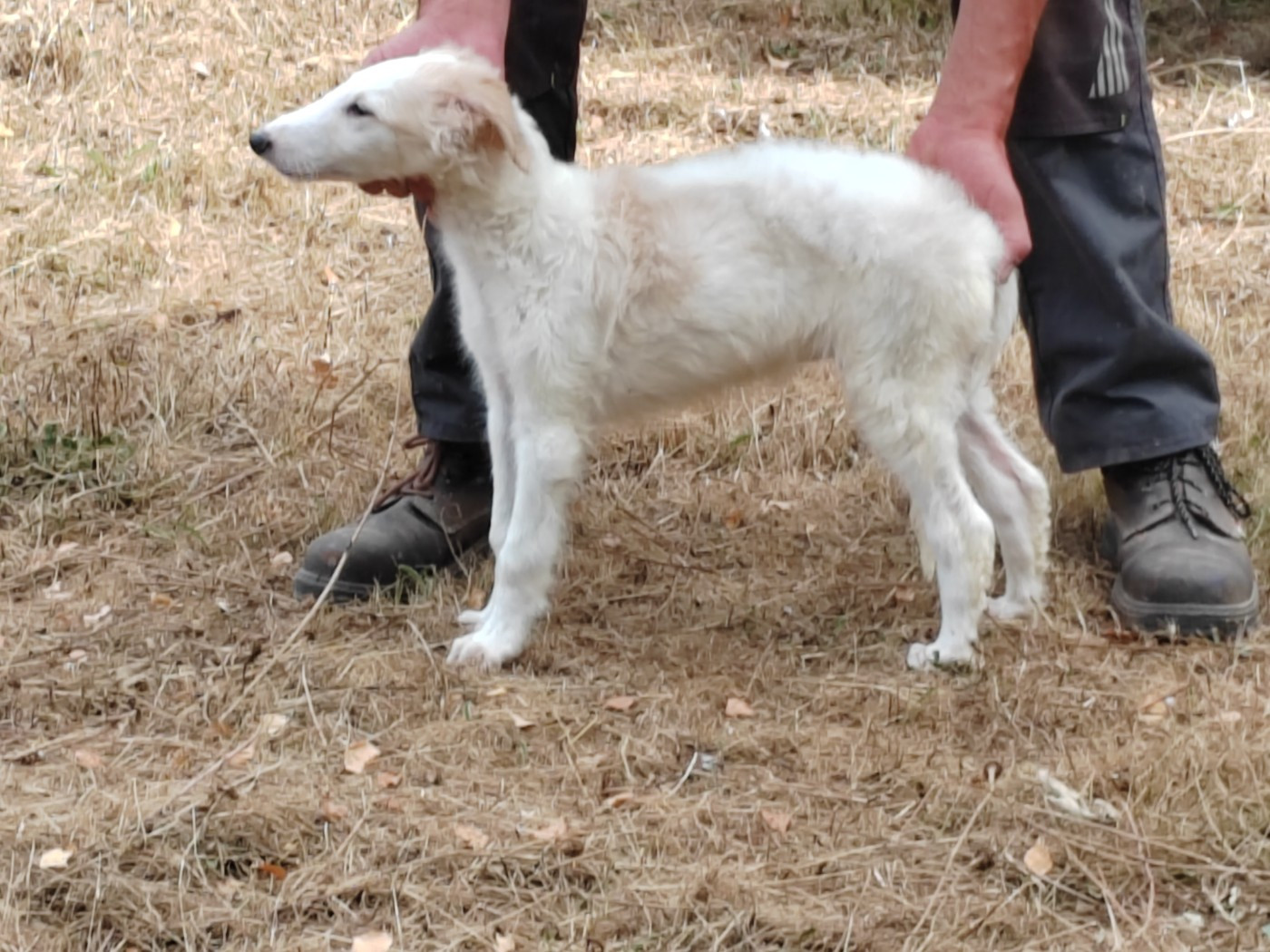 Du grand fresnoy - Chiots disponibles - Barzoi