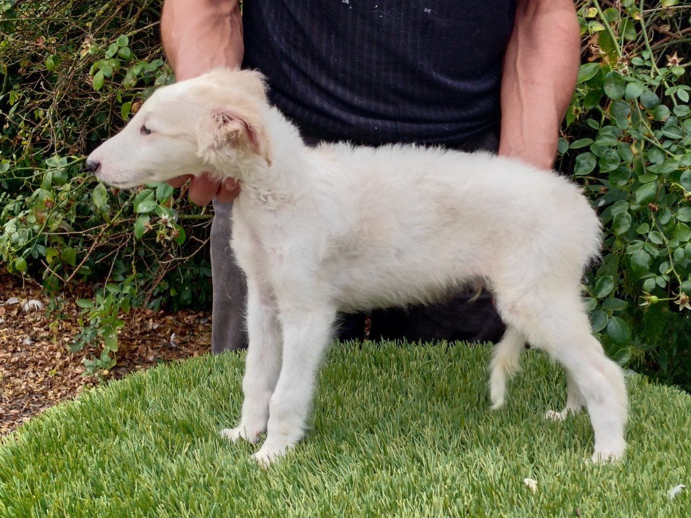 Du grand fresnoy - Chiots disponibles - Barzoi