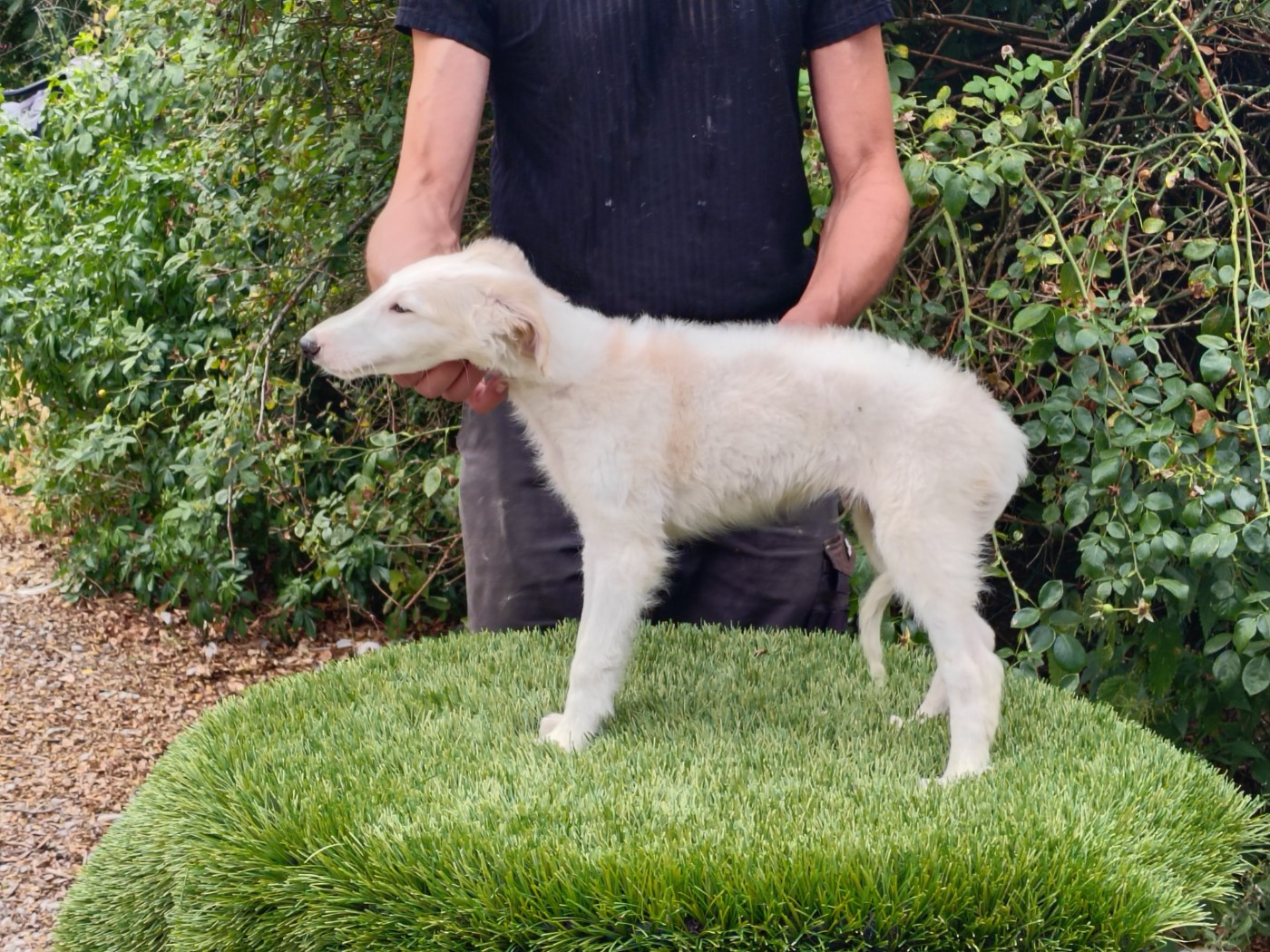Du grand fresnoy - Chiots disponibles - Barzoi