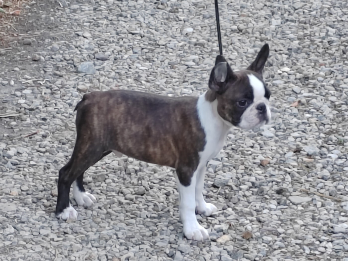 Du grand fresnoy - Chiots disponibles - Boston Terrier