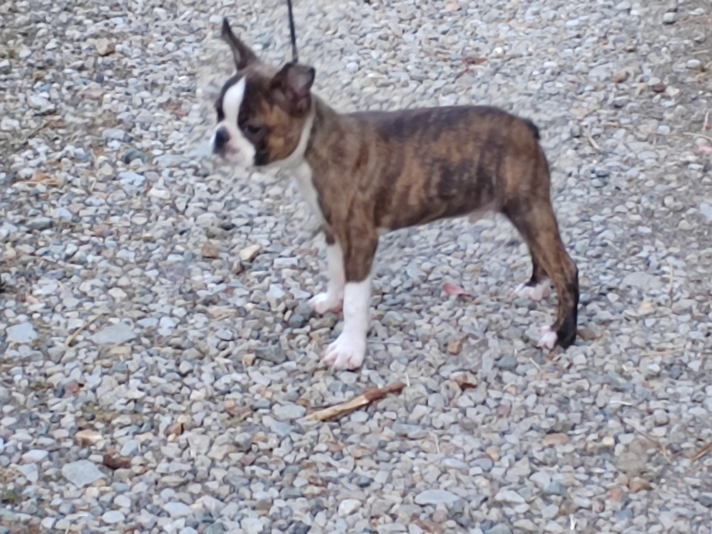 Du grand fresnoy - Chiots disponibles - Boston Terrier