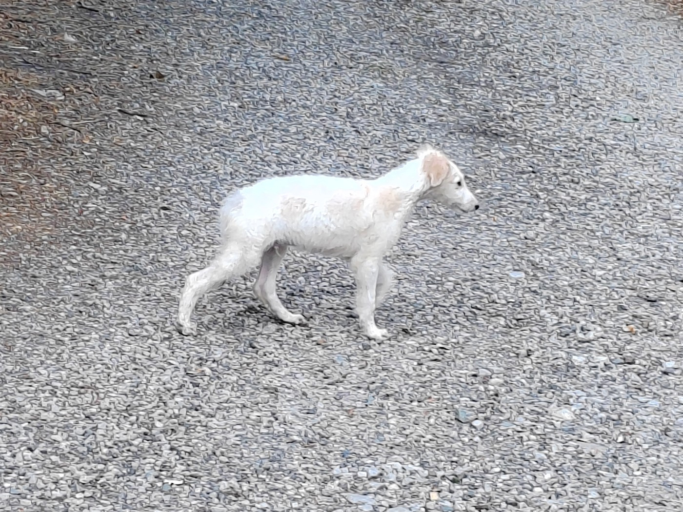 Du grand fresnoy - Chiots disponibles - Barzoi