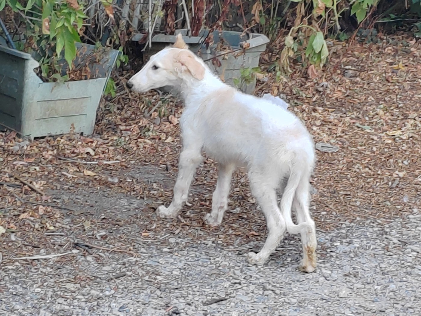 Du grand fresnoy - Chiots disponibles - Barzoi