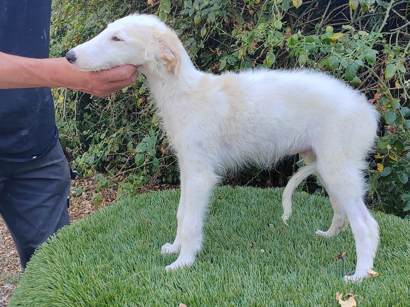Du grand fresnoy - Chiots disponibles - Barzoi
