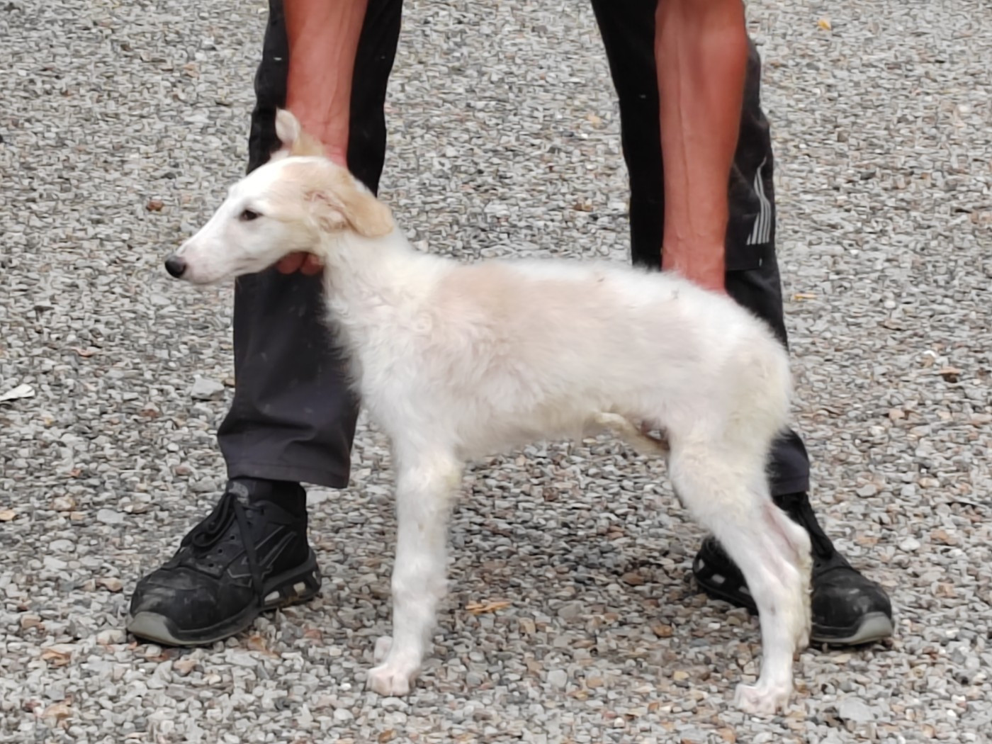 Du grand fresnoy - Chiots disponibles - Barzoi