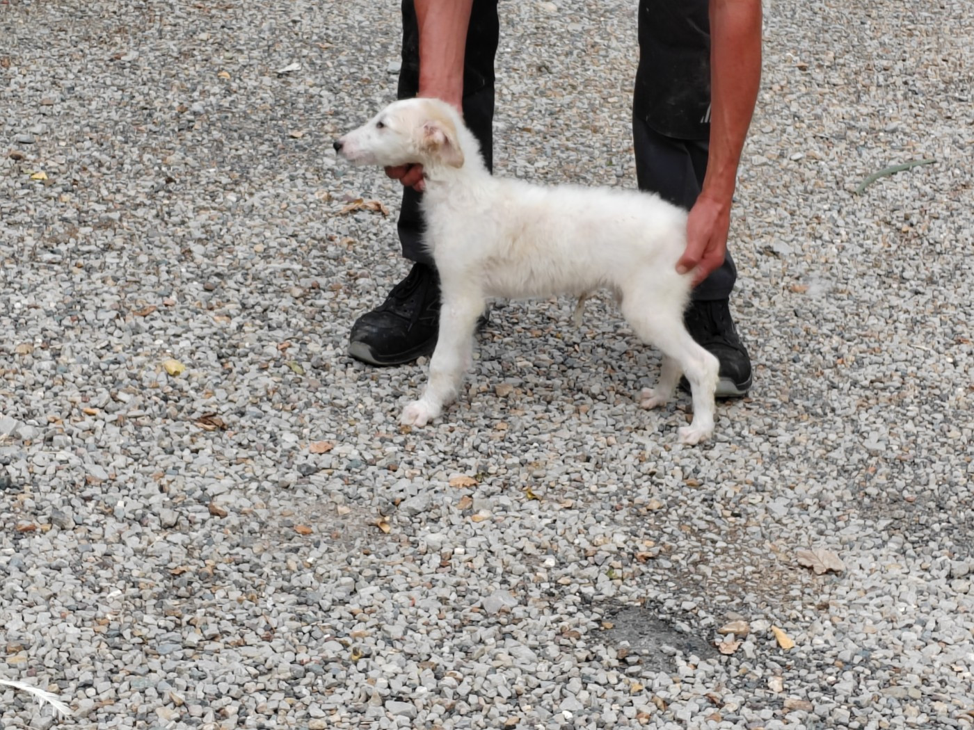 Du grand fresnoy - Chiots disponibles - Barzoi