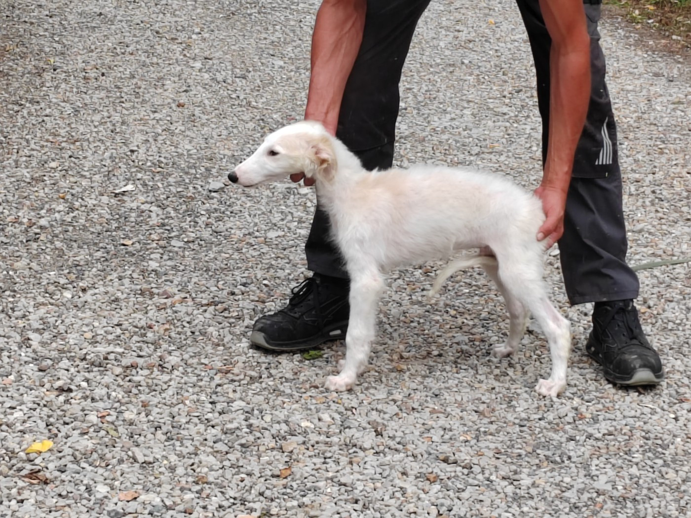 Du grand fresnoy - Chiots disponibles - Barzoi