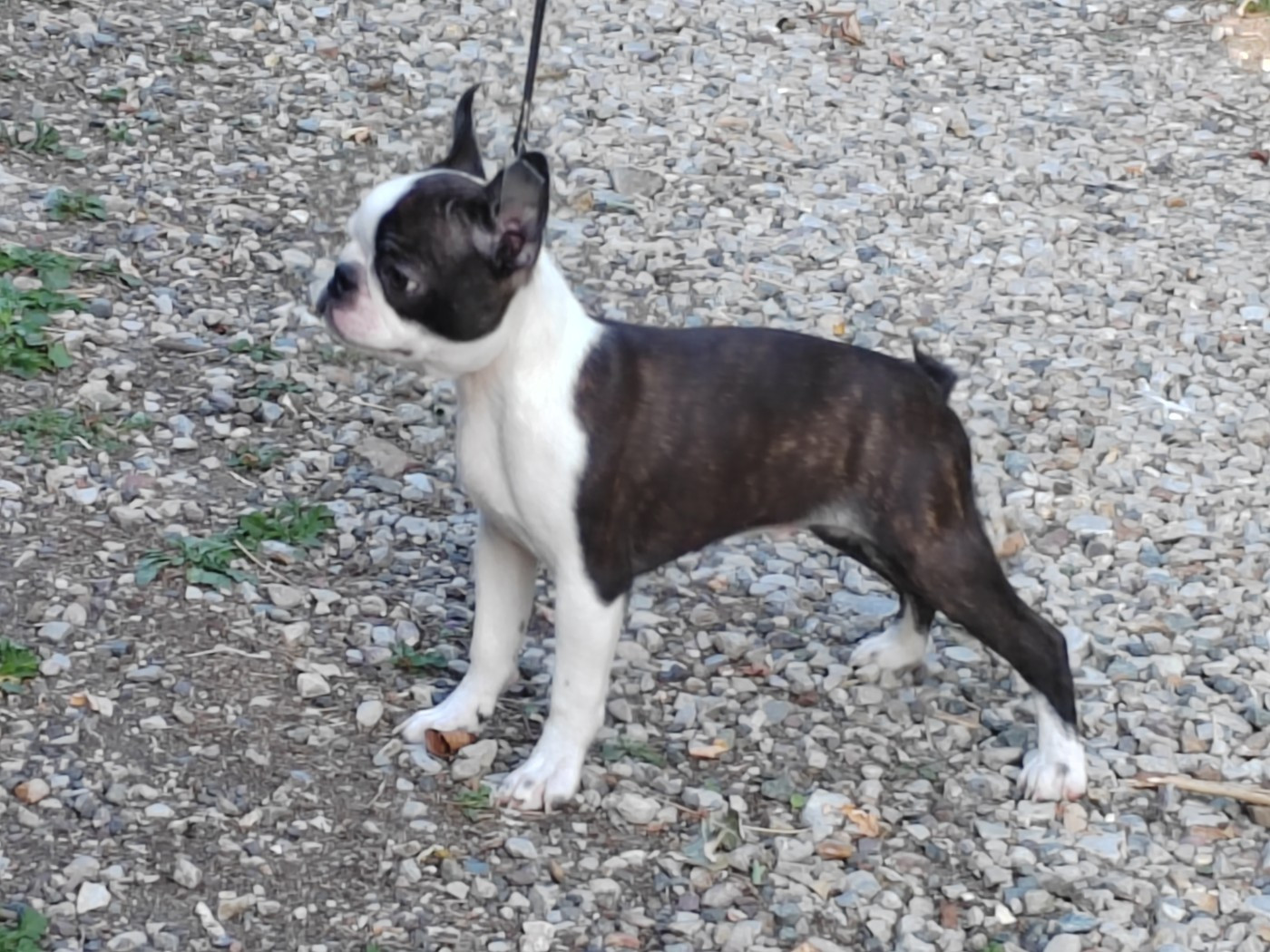 Du grand fresnoy - Chiots disponibles - Boston Terrier