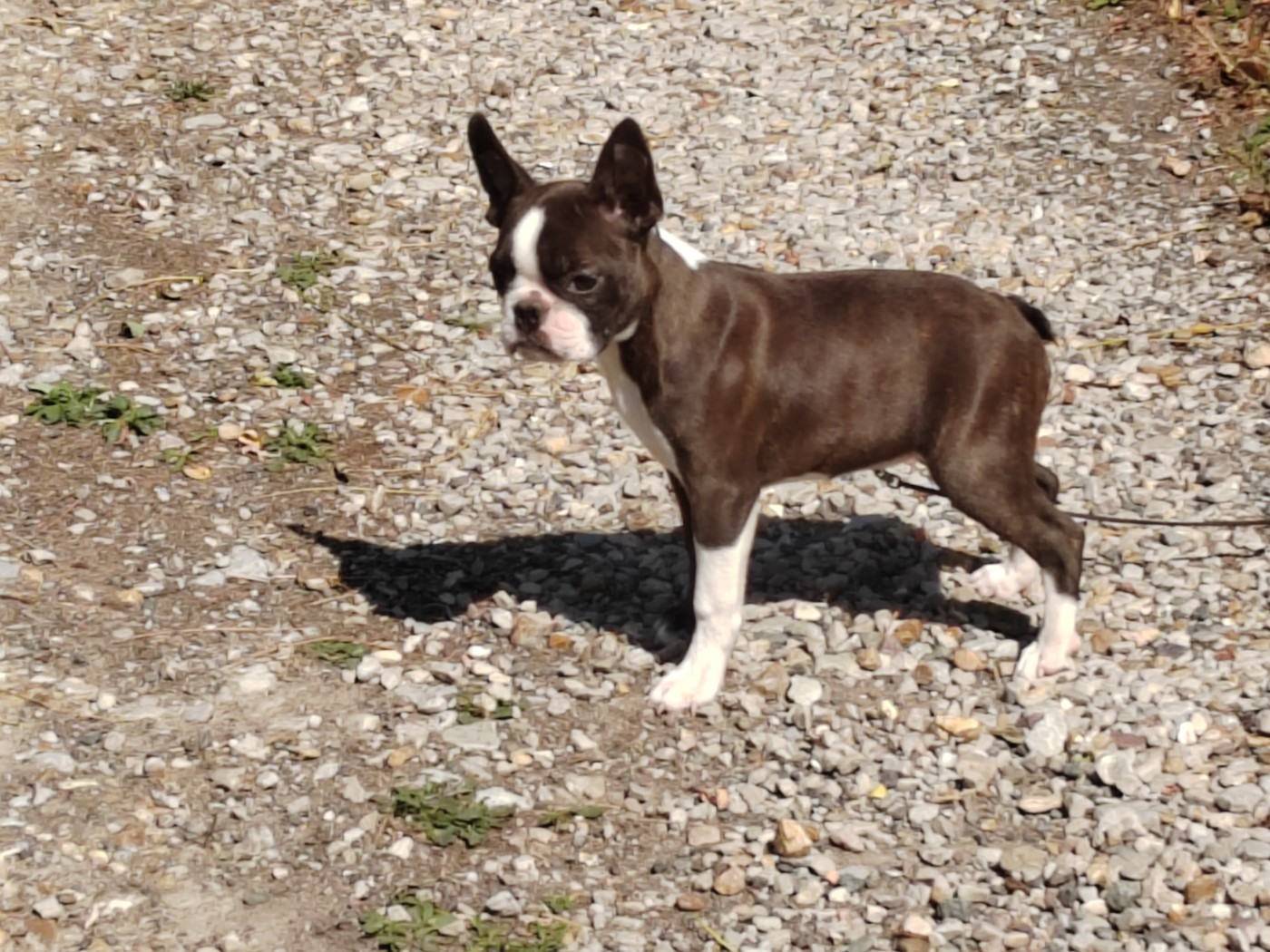 Du grand fresnoy - Chiots disponibles - Boston Terrier