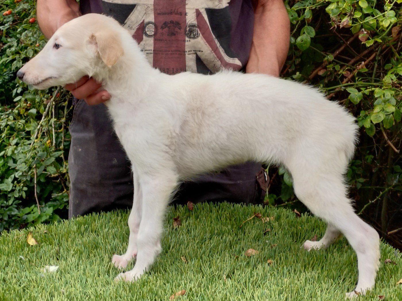 Du grand fresnoy - Chiots disponibles - Barzoi