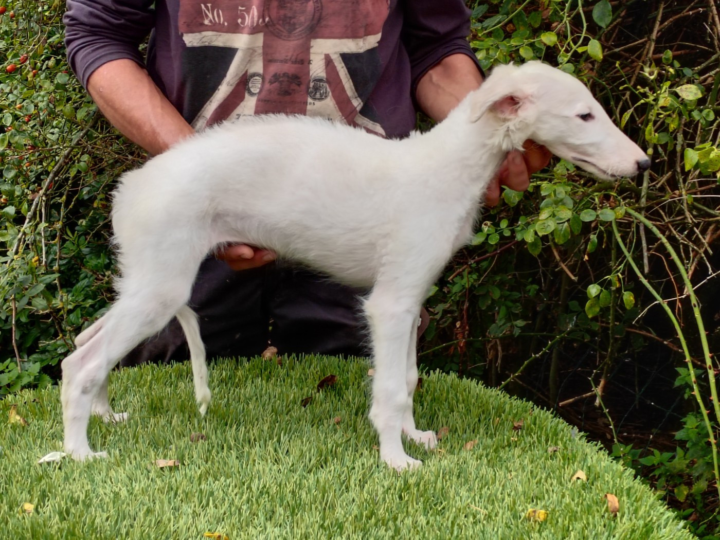 Du grand fresnoy - Chiots disponibles - Barzoi