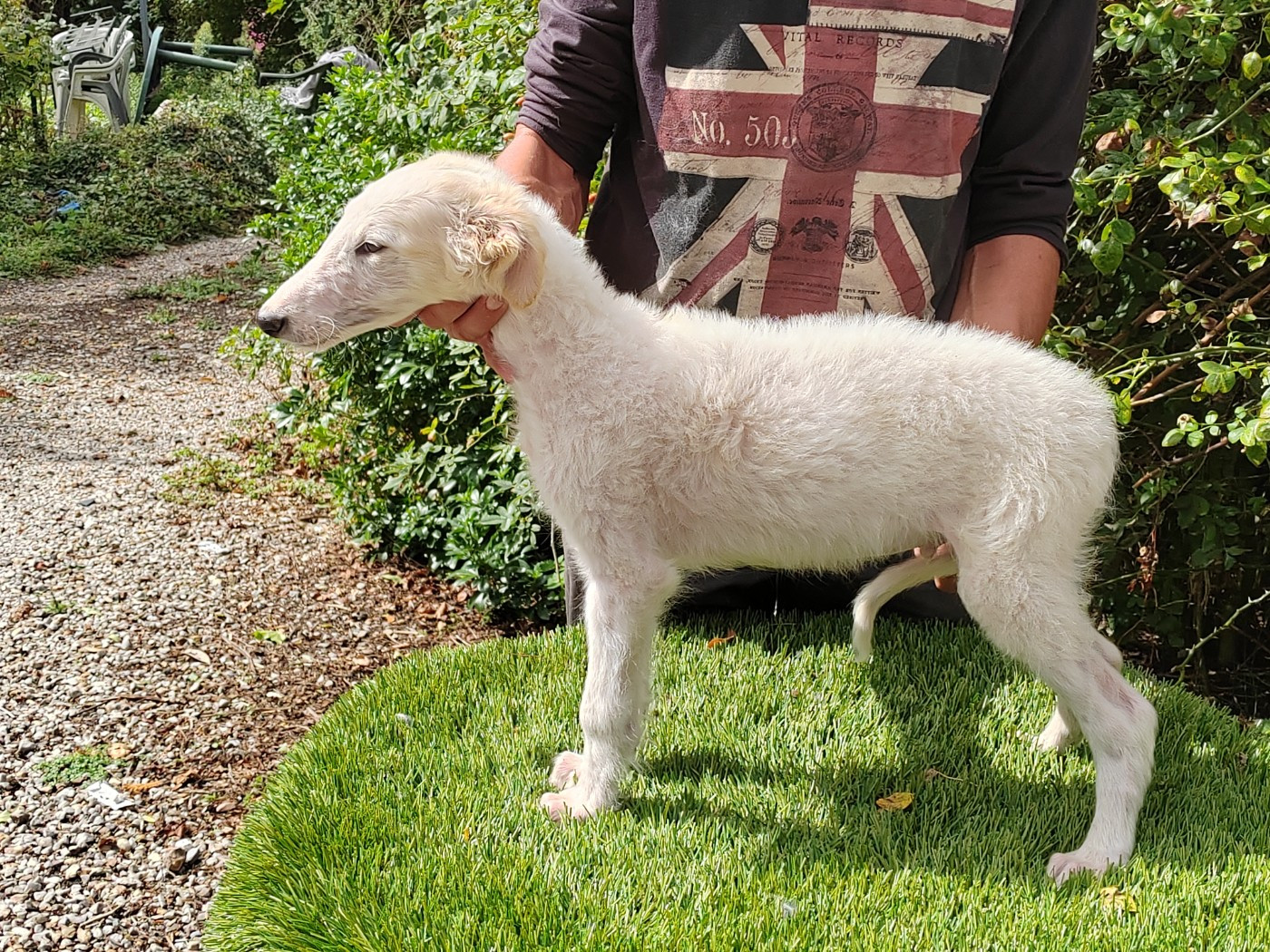 Du grand fresnoy - Chiots disponibles - Barzoi