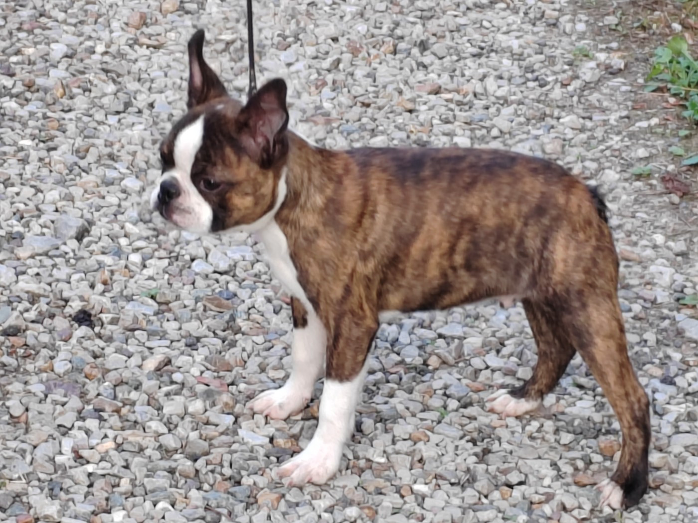 Du grand fresnoy - Chiots disponibles - Boston Terrier