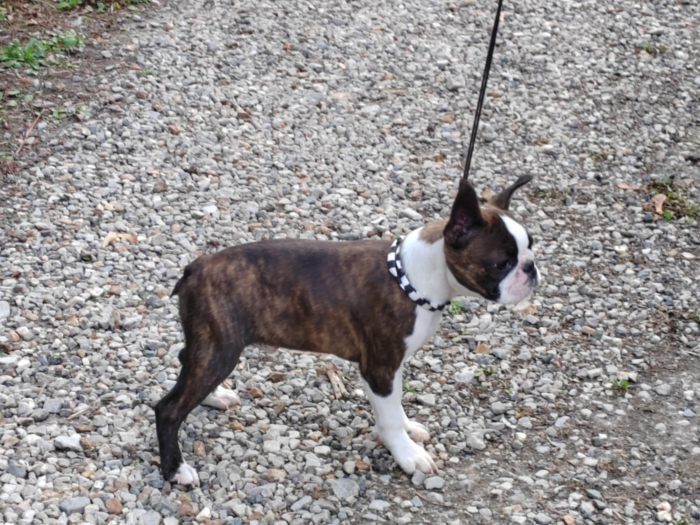 Du grand fresnoy - Chiots disponibles - Boston Terrier