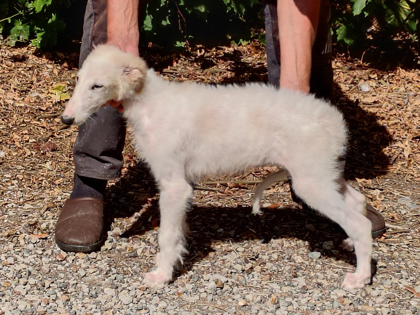 Du grand fresnoy - Chiots disponibles - Barzoi
