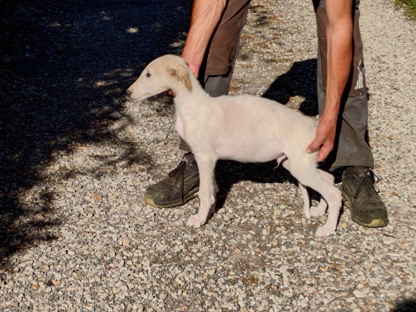 Du grand fresnoy - Chiots disponibles - Barzoi
