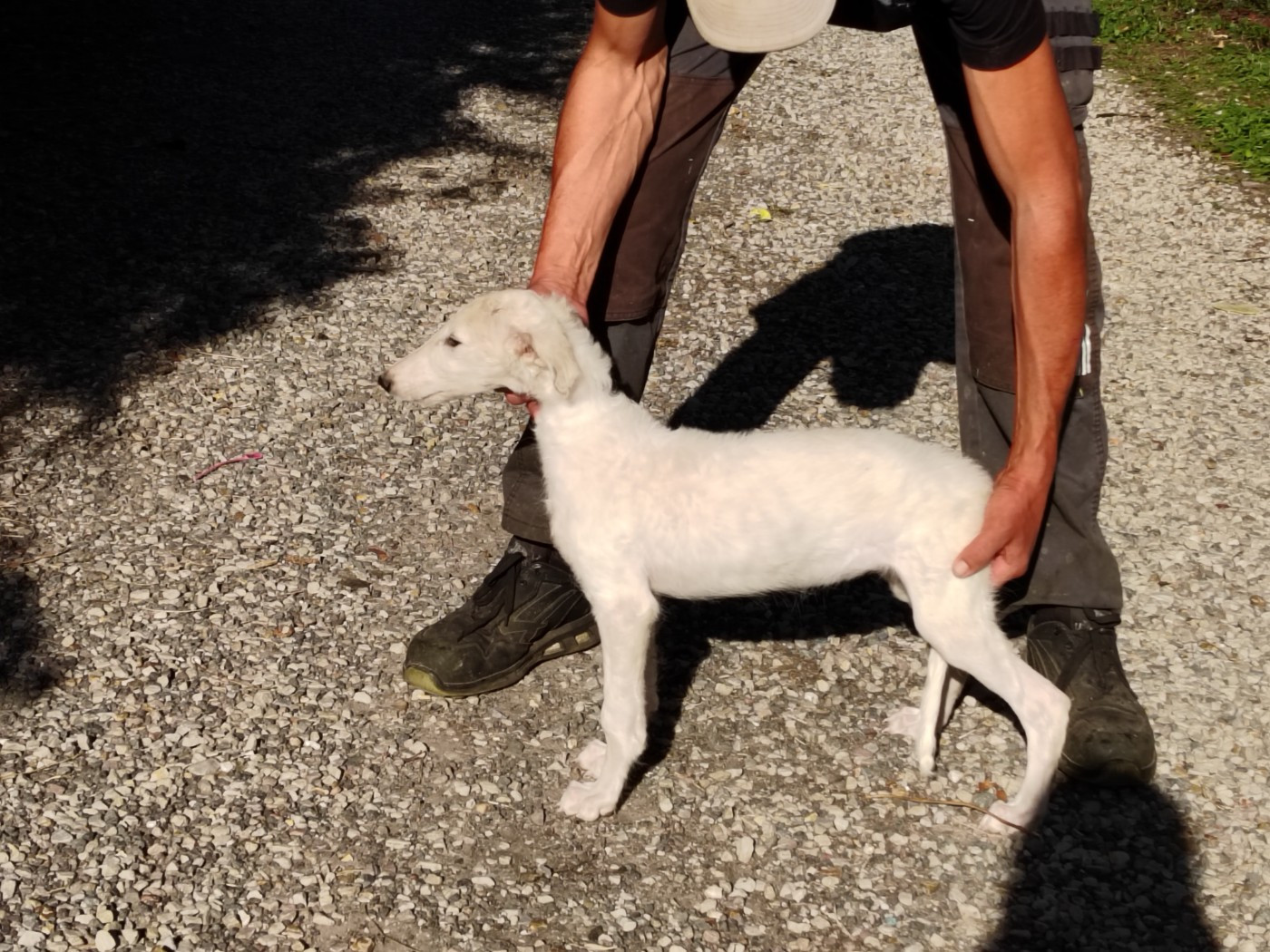 Du grand fresnoy - Chiots disponibles - Barzoi