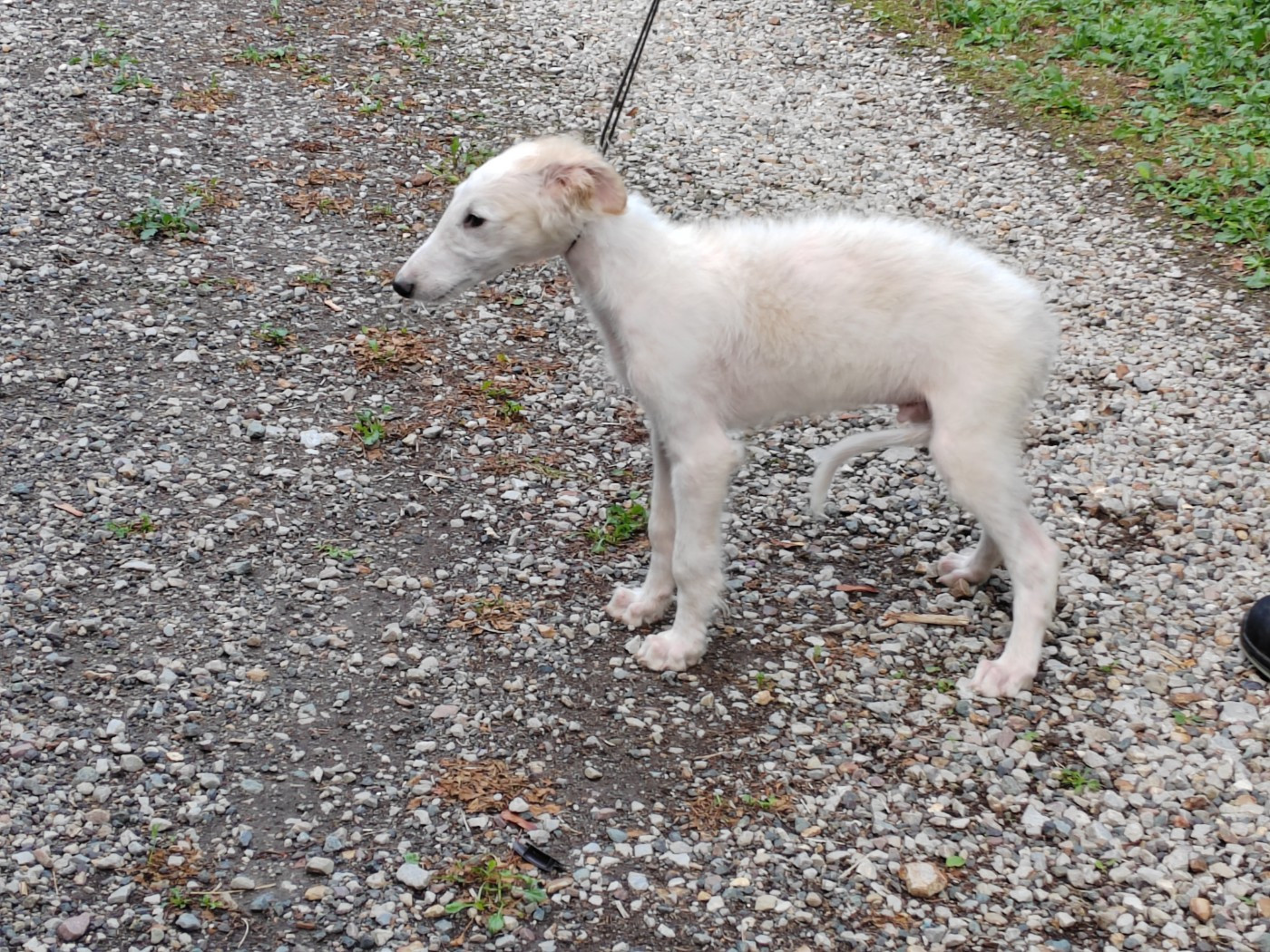 Du grand fresnoy - Chiots disponibles - Barzoi