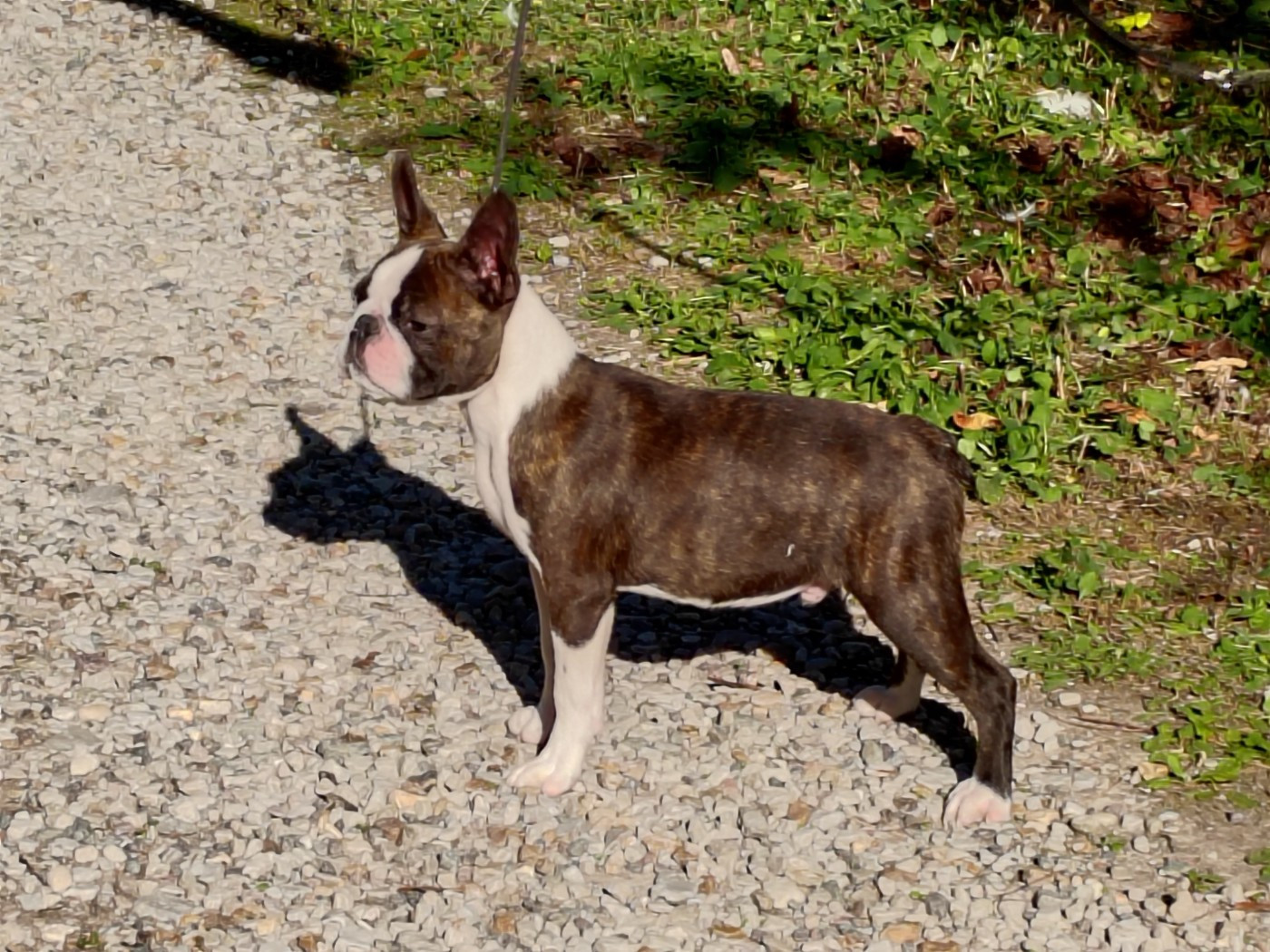 Du grand fresnoy - Chiots disponibles - Boston Terrier