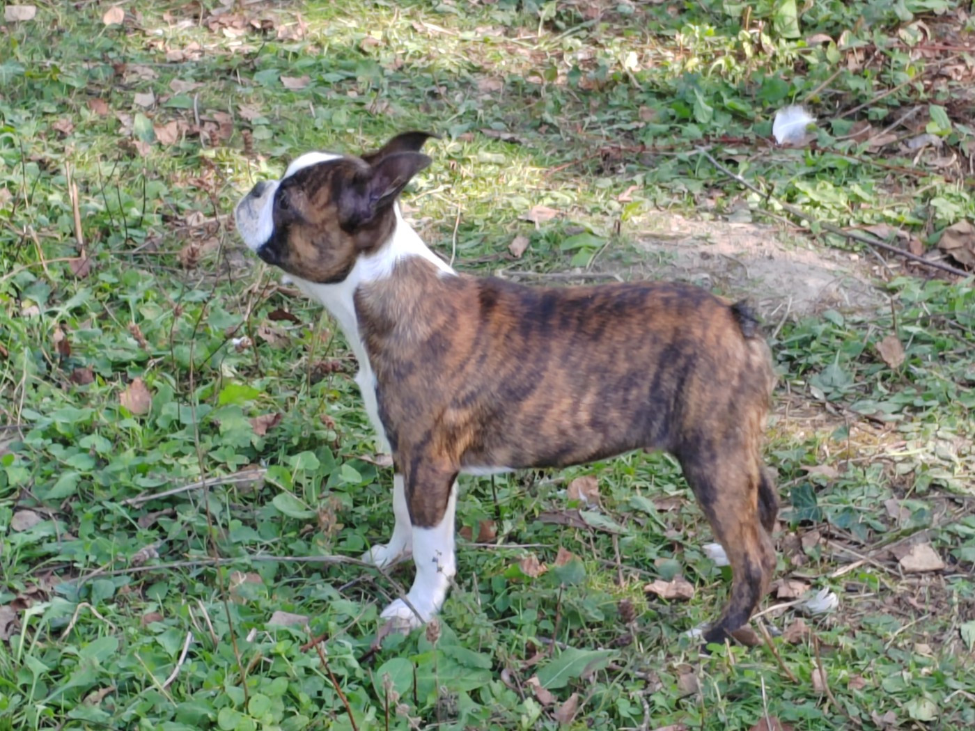 Du grand fresnoy - Chiots disponibles - Boston Terrier