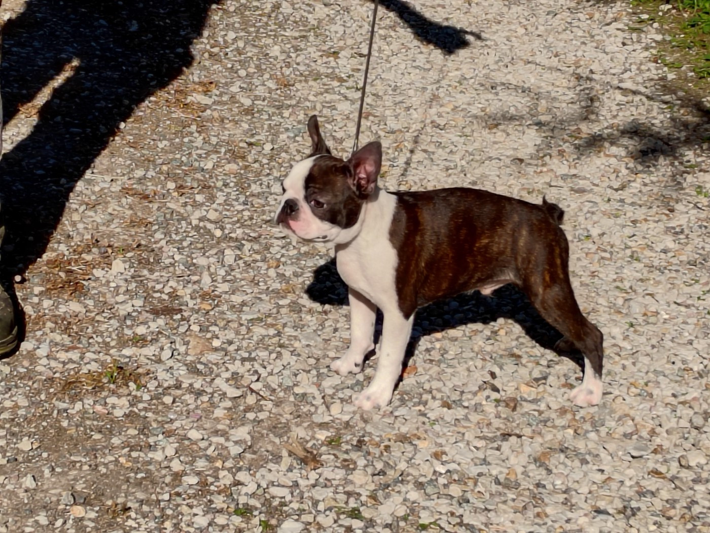 Du grand fresnoy - Chiots disponibles - Boston Terrier