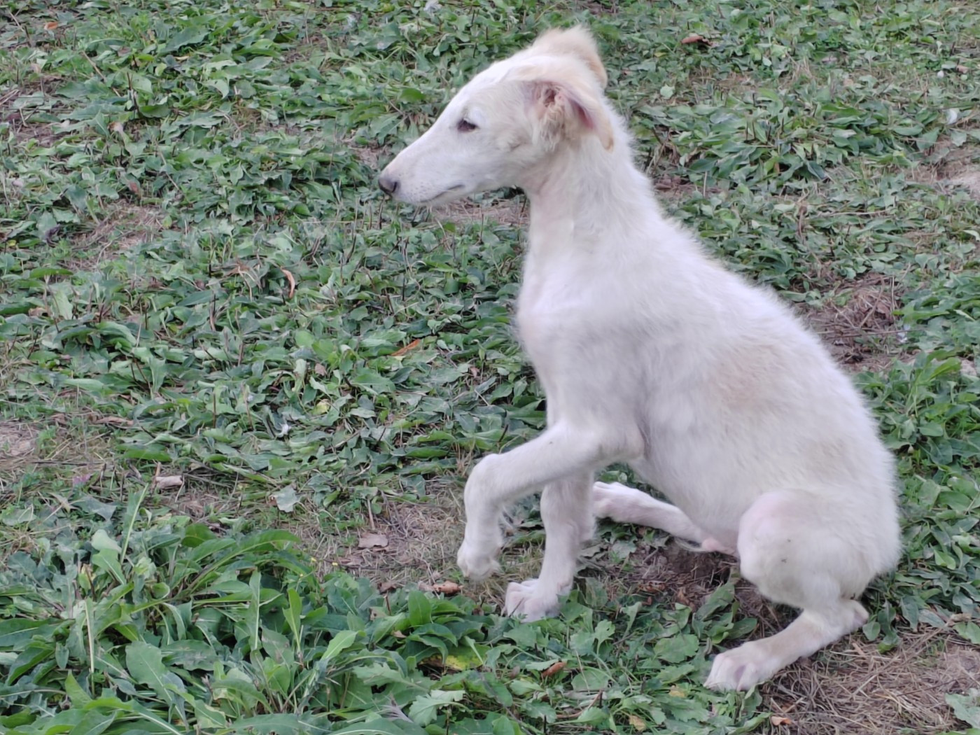 Du grand fresnoy - Chiots disponibles - Barzoi