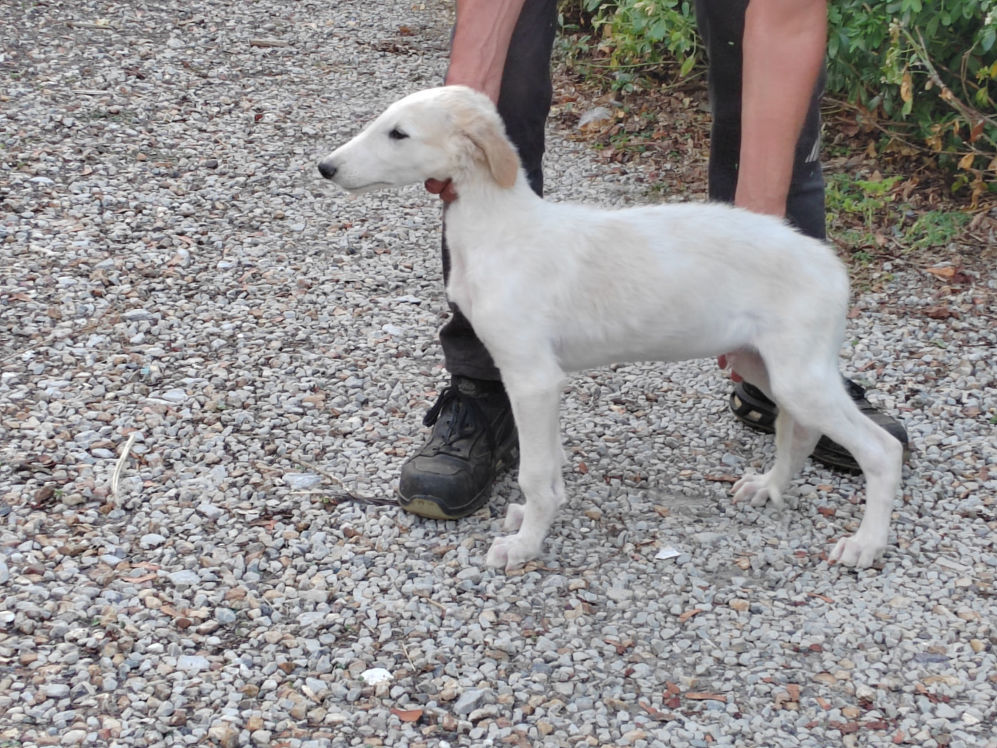 Du grand fresnoy - Chiots disponibles - Barzoi