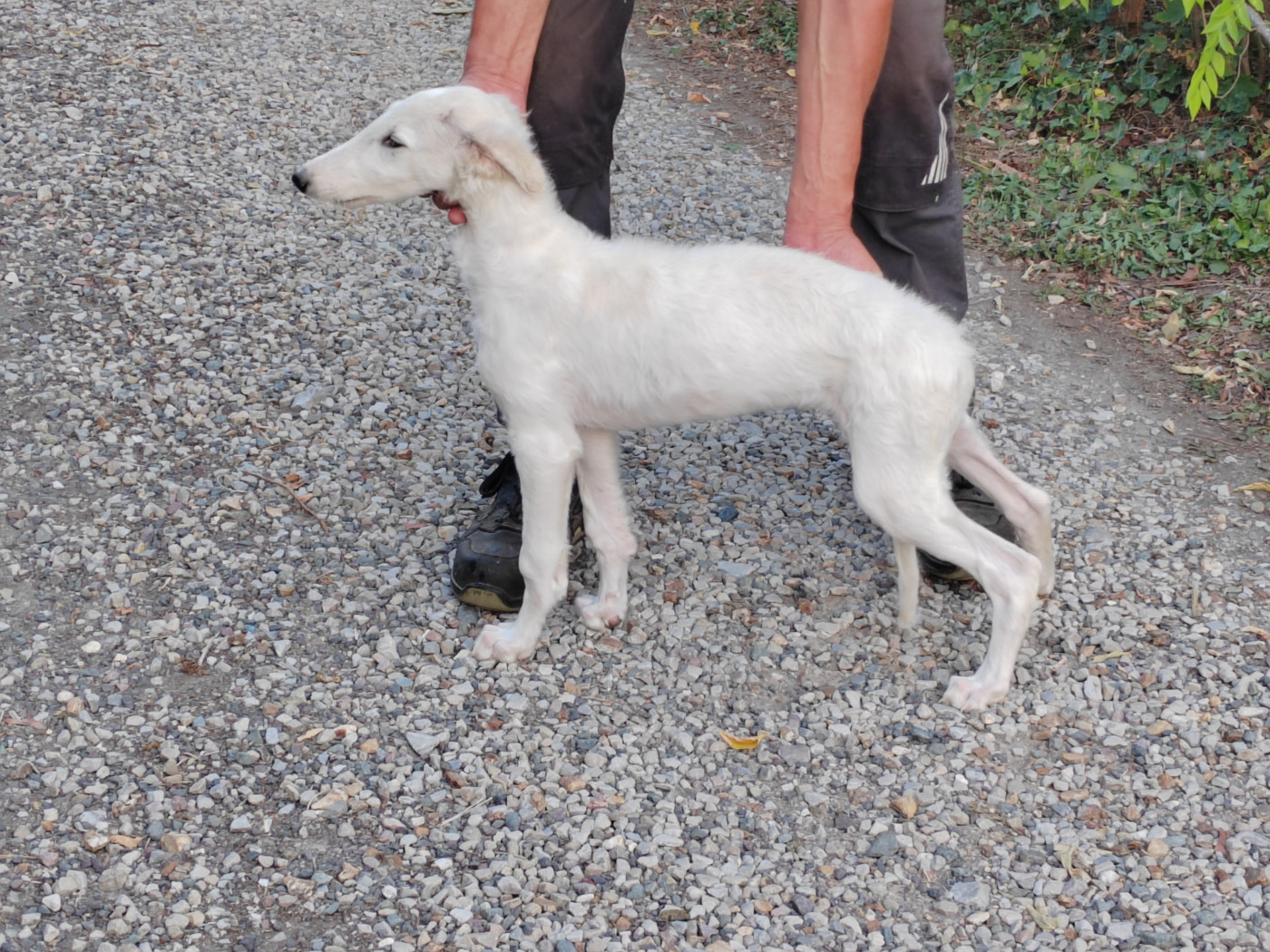 Du grand fresnoy - Chiots disponibles - Barzoi
