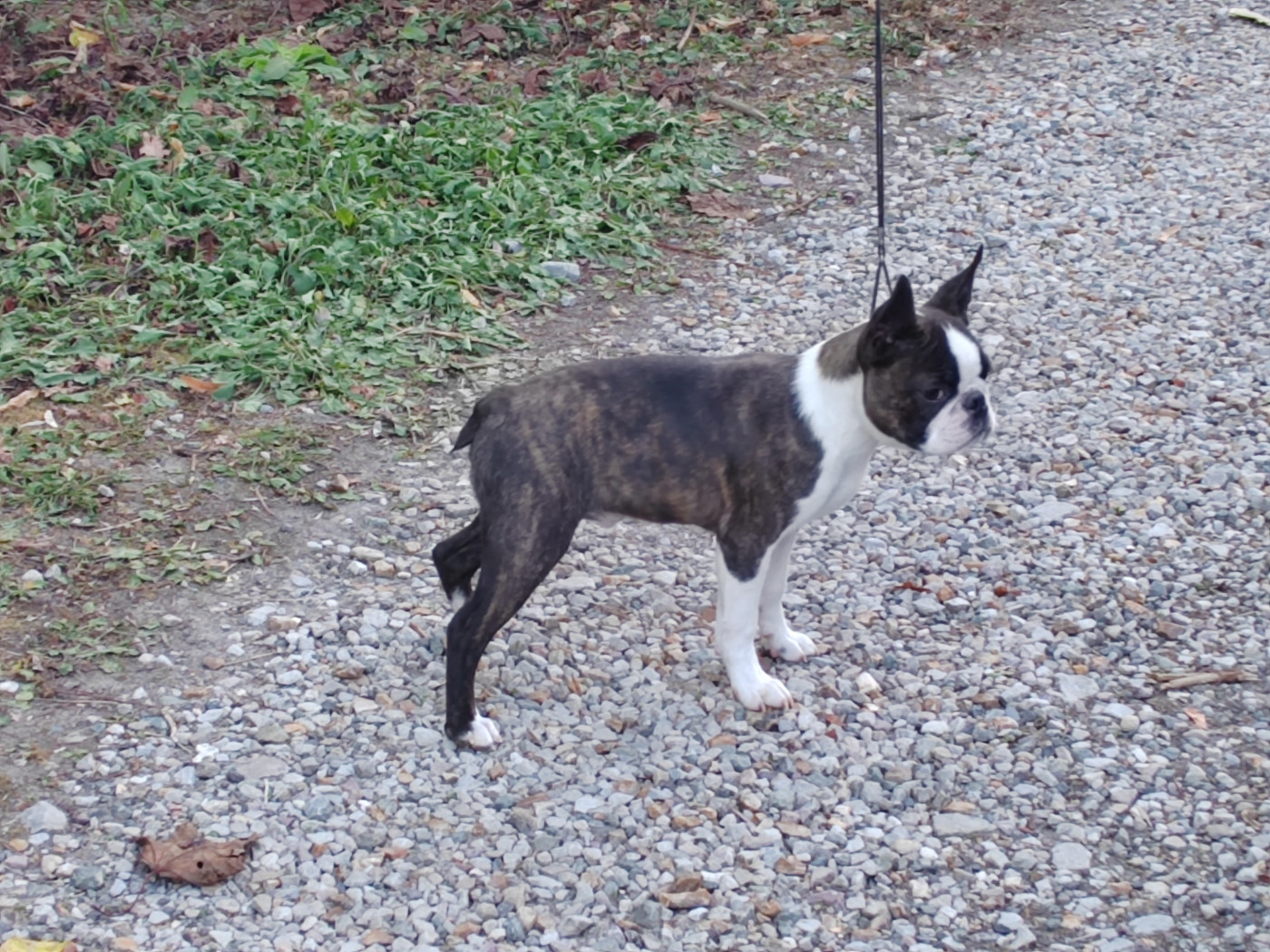 Du grand fresnoy - Boston Terrier - Portée née le 10/05/2026