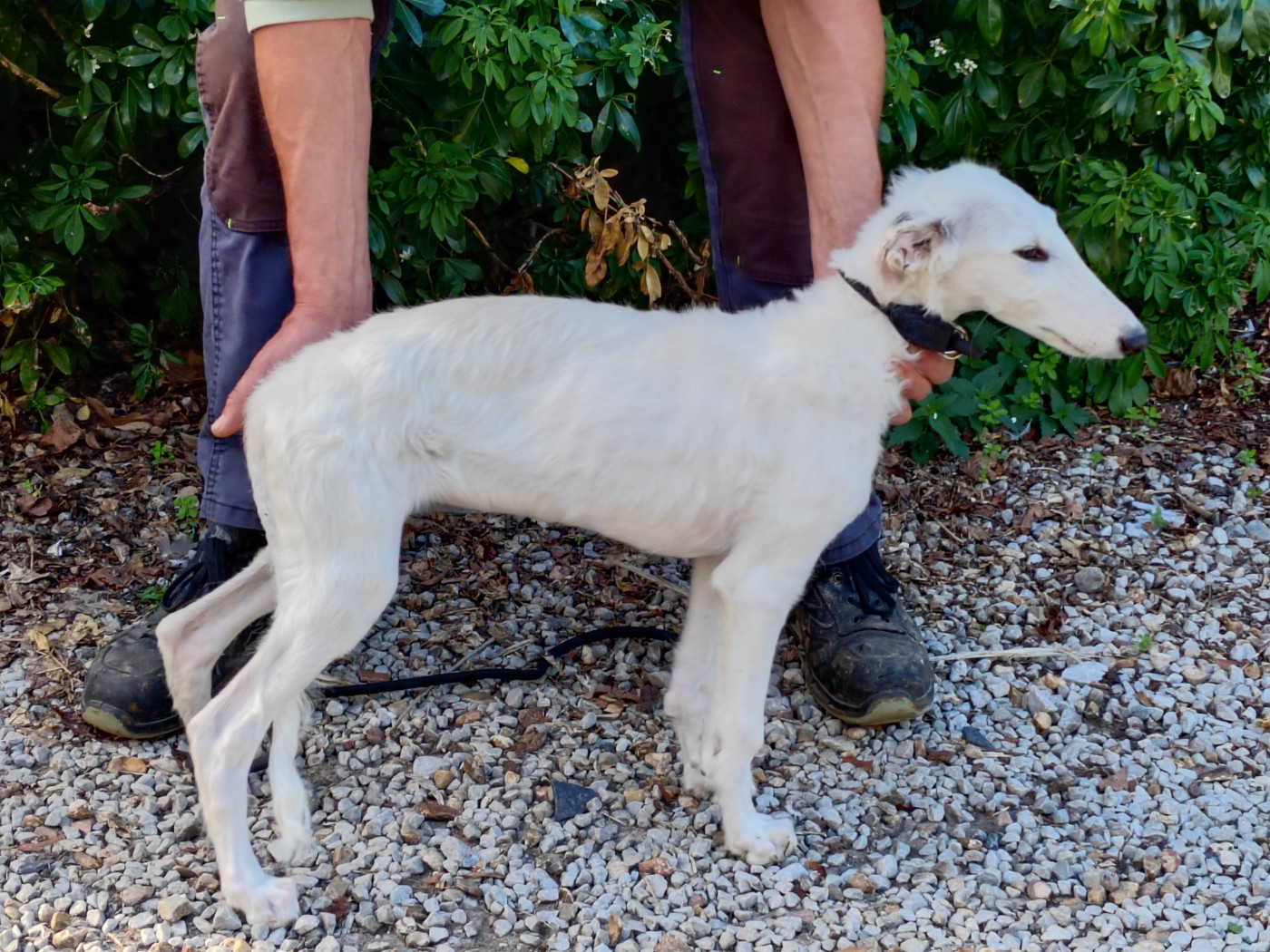 Du grand fresnoy - Chiots disponibles - Barzoi