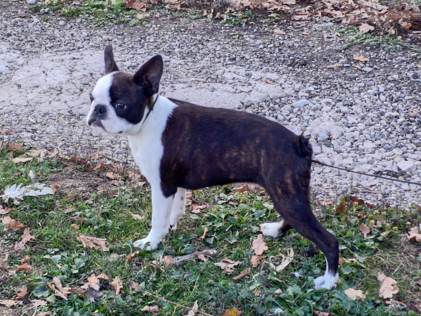 Du grand fresnoy - Chiots disponibles - Boston Terrier