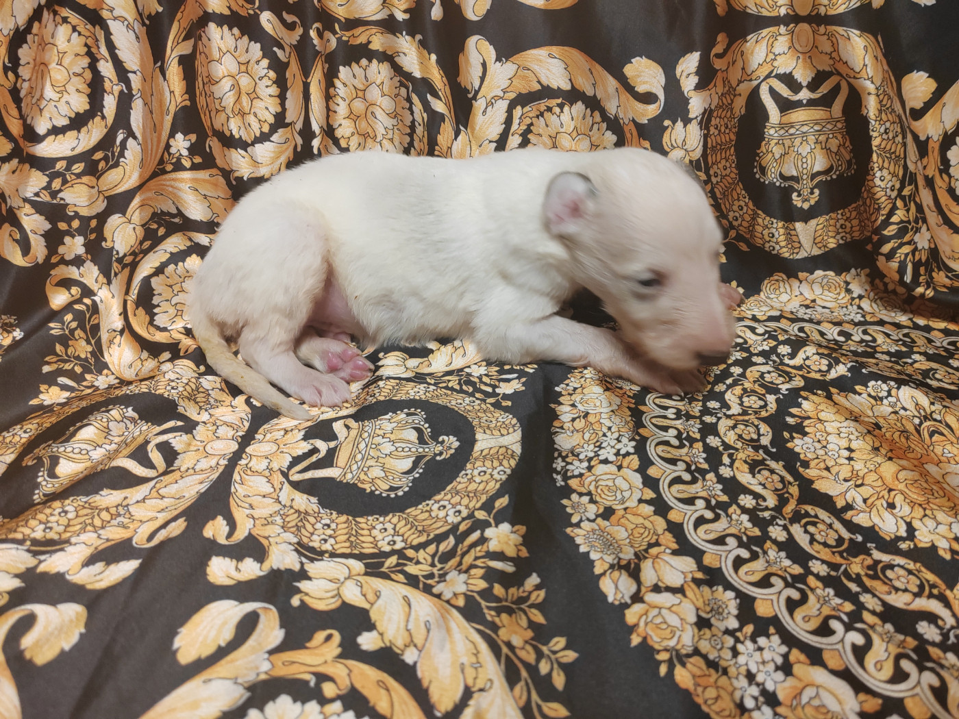 Du grand fresnoy - Chiots disponibles - Barzoi