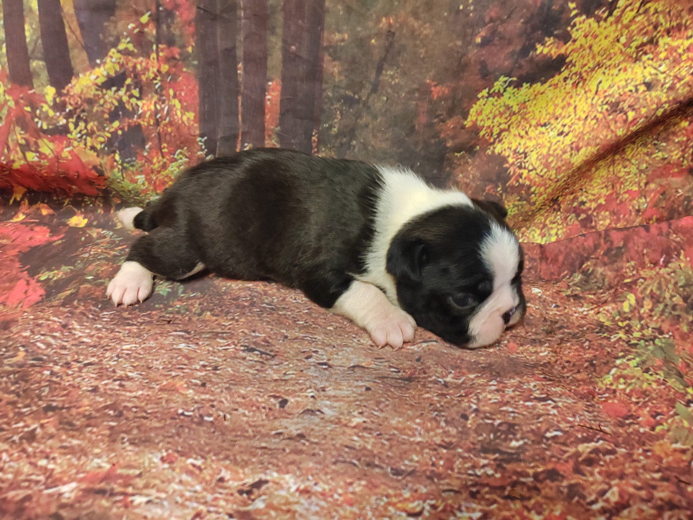 Du grand fresnoy - Chiots disponibles - Boston Terrier