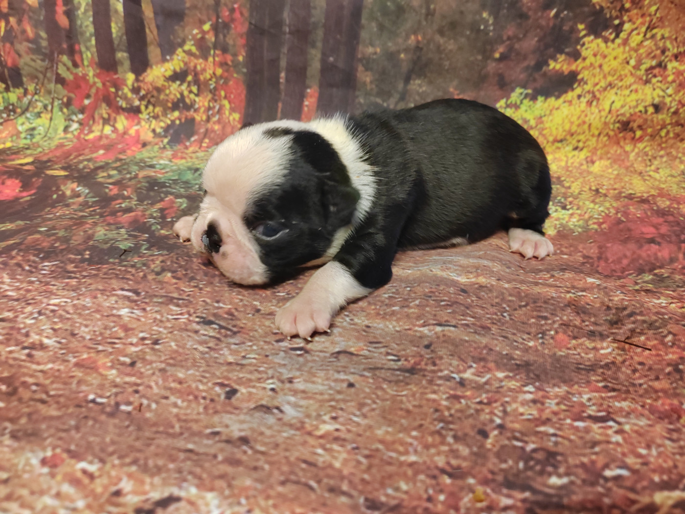 Du grand fresnoy - Chiots disponibles - Boston Terrier