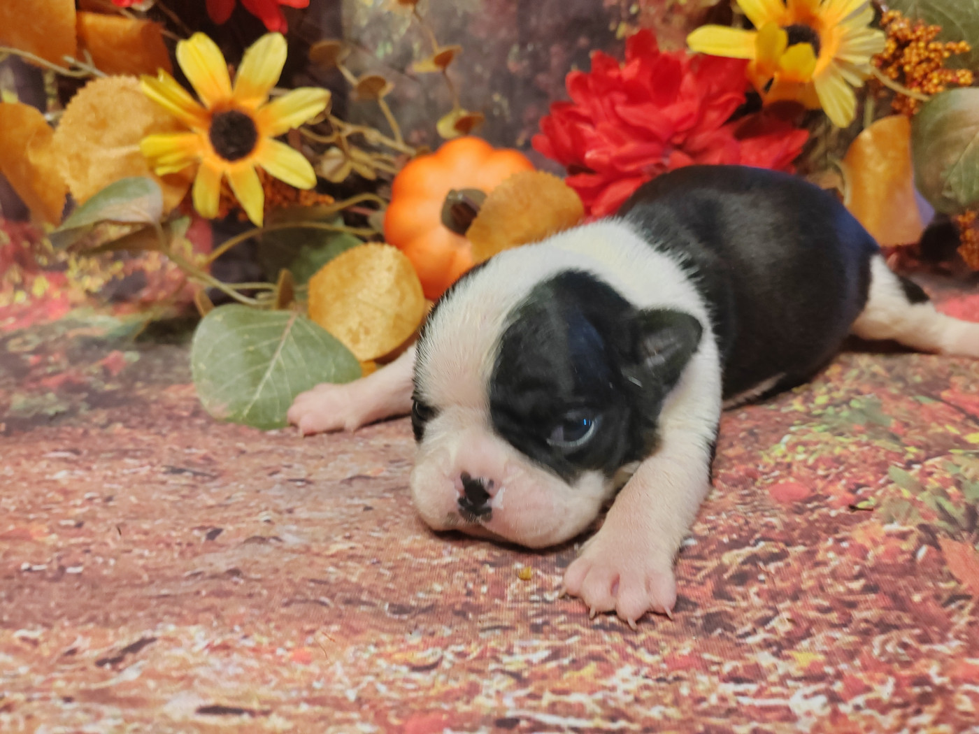 Du grand fresnoy - Chiots disponibles - Boston Terrier