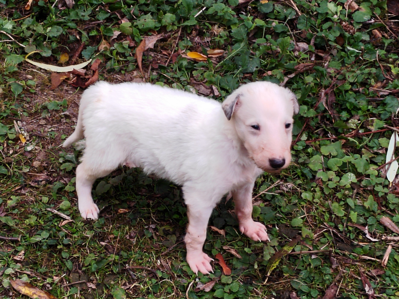 Du grand fresnoy - Chiots disponibles - Barzoi