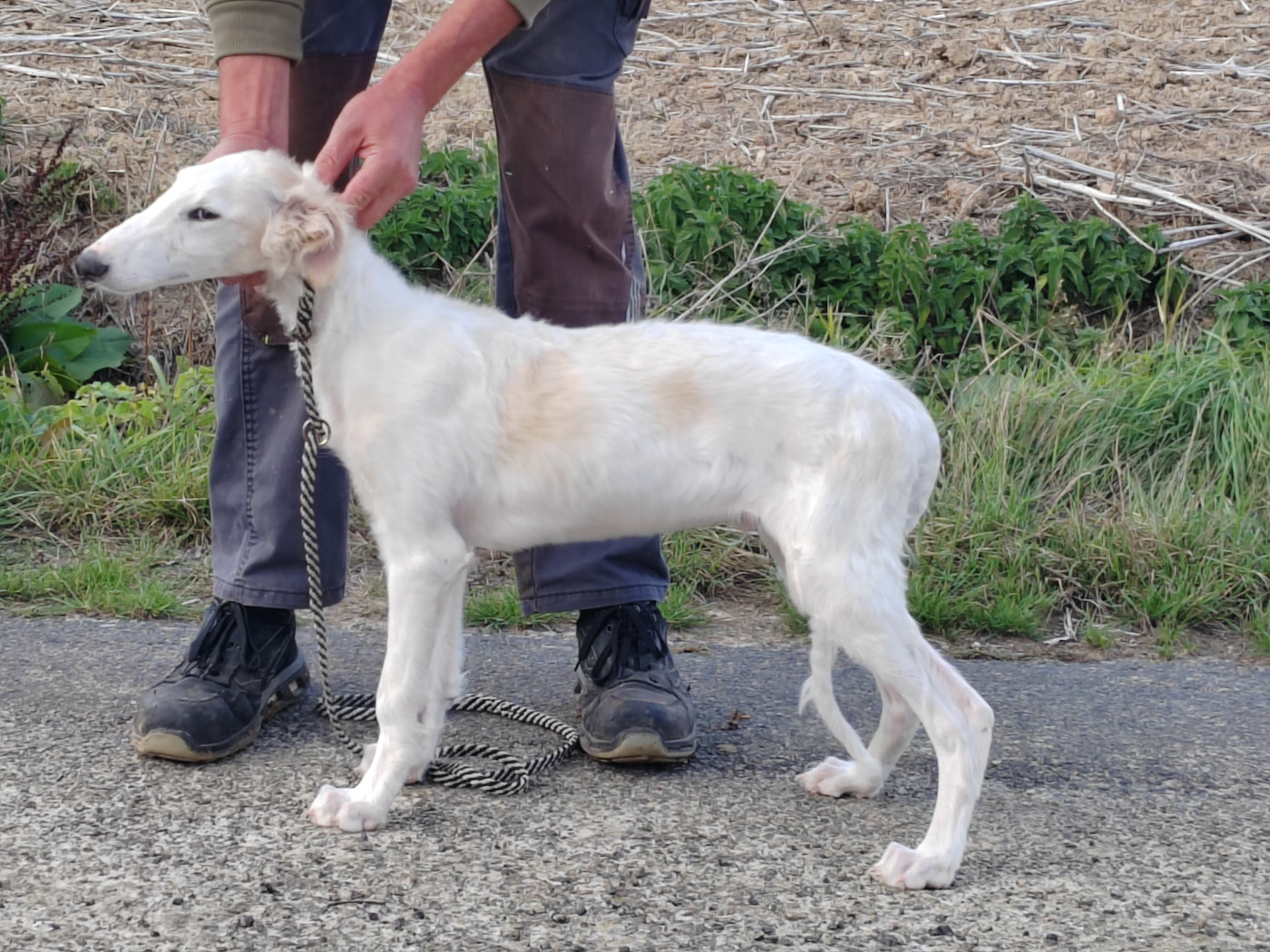 Du grand fresnoy - Chiots disponibles - Barzoi