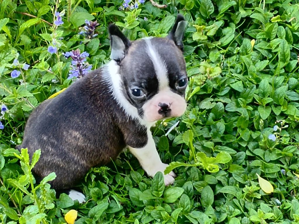 Du grand fresnoy - Chiots disponibles - Boston Terrier